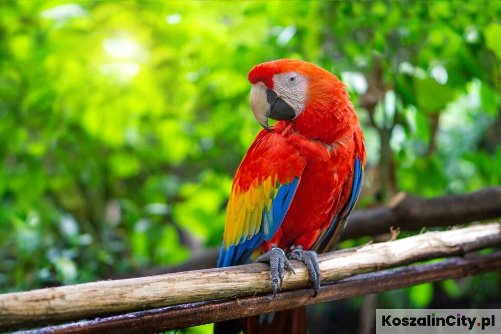 Papugarnia w Koszalinie