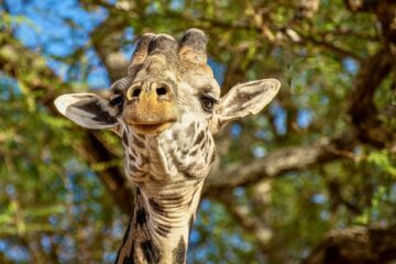 Zoo w Koszalinie lub okolicach – gdzie jest najbliższe?