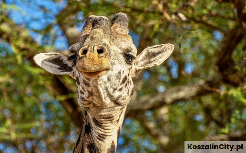 Zoo w Koszalinie