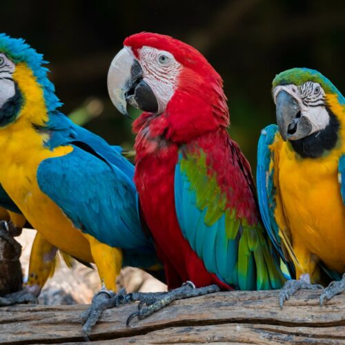 Papugarnia i motylarnia w Koszalinie – dojazd, godziny otwarcia, ceny biletów