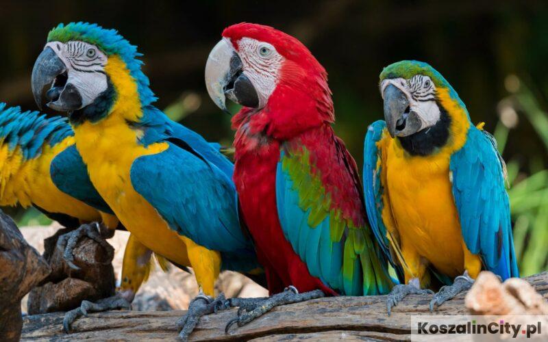 Papugarnia w Koszalinie