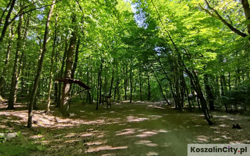 Ścieżka na Górze Chełmskiej