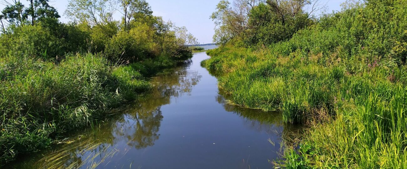 Koszalin planuje przyszłość terenów zielonych w Jamnie. Mieszkańcy mogą zgłaszać uwagi