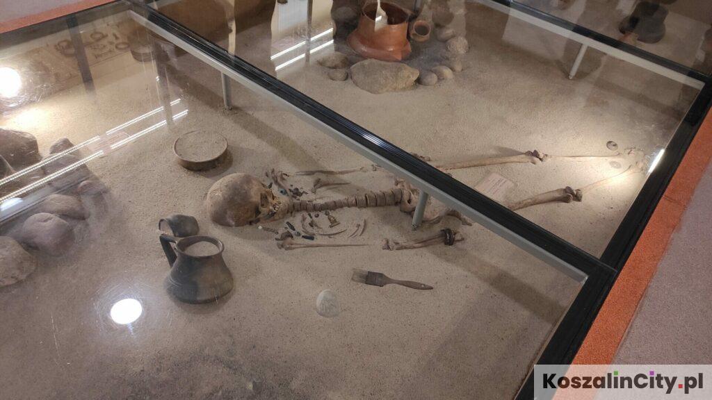 Szkielet w muzeum w Koszalinie