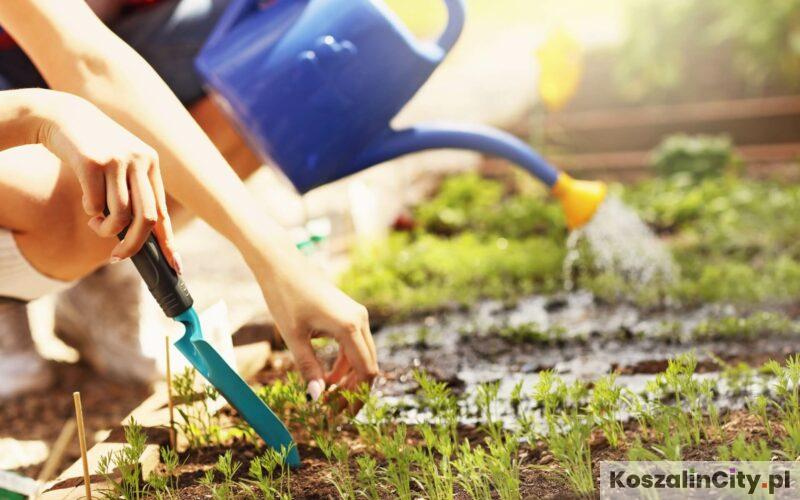 ROD Koszalin, czyli ogródki działkowe w Koszalinie