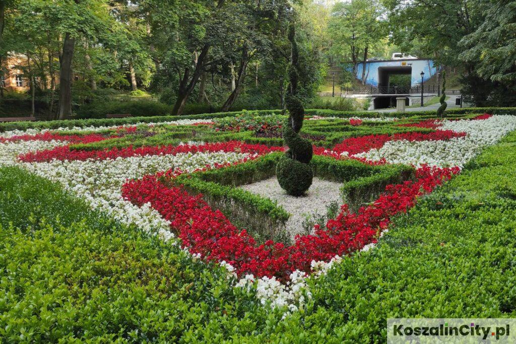 Ogród różany przy fontannie w parku książąt pomorskich w Koszalinie