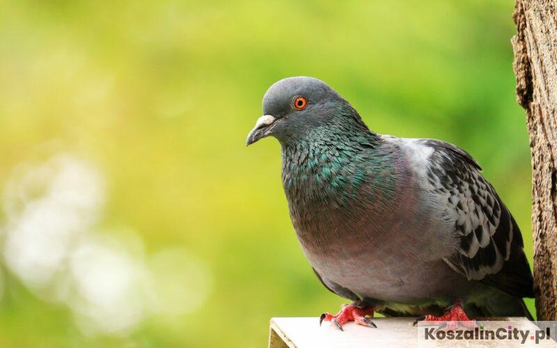 PZHGP Koszalin, czyli Polski Związek Hodowców Gołębi Pocztowych w Koszalinie