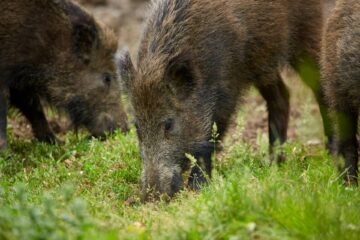 Dziki w Koszalinie 🐗