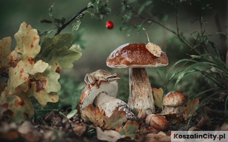 Grzybobranie w Koszalinie - gdzie warto wybrać się na grzyby