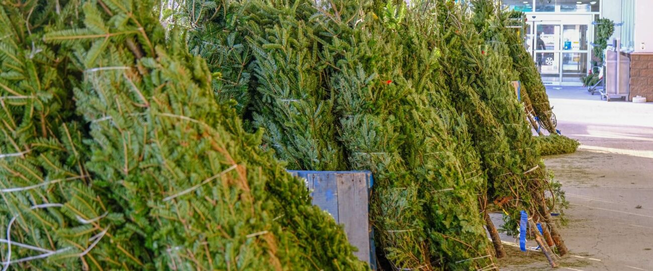 Kontrole punktów sprzedaży choinek w powiecie koszalińskim. Trwa akcja „Choinka”