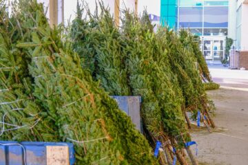 Kontrole punktów sprzedaży choinek w powiecie koszalińskim. Trwa akcja „Choinka”