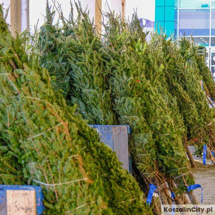 Kontrole punktów sprzedaży choinek w powiecie koszalińskim. Trwa akcja „Choinka”