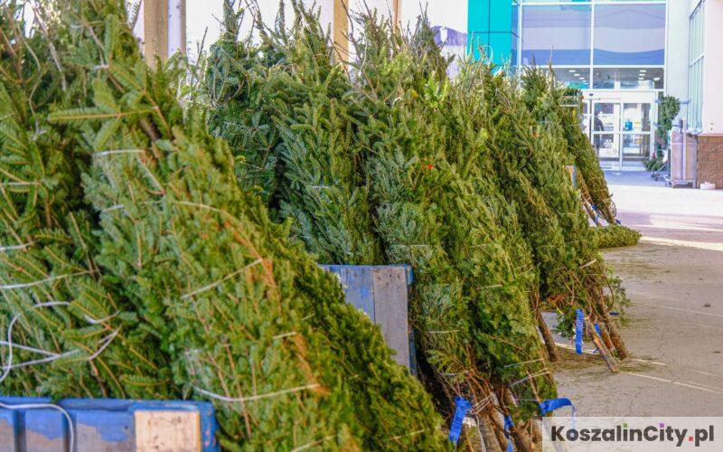 Choinki za darmo w Koszalinie - kiedy i gdzie będą rozdawane darmowe choinki