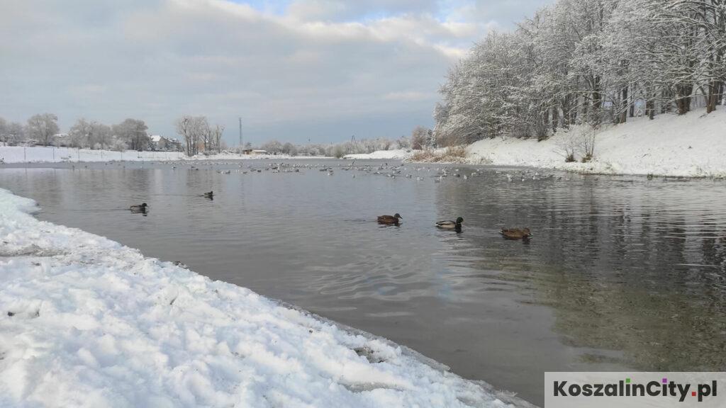 Kaczki zimą na zbiorniku wodnym Wodna Dolina w Koszalinie