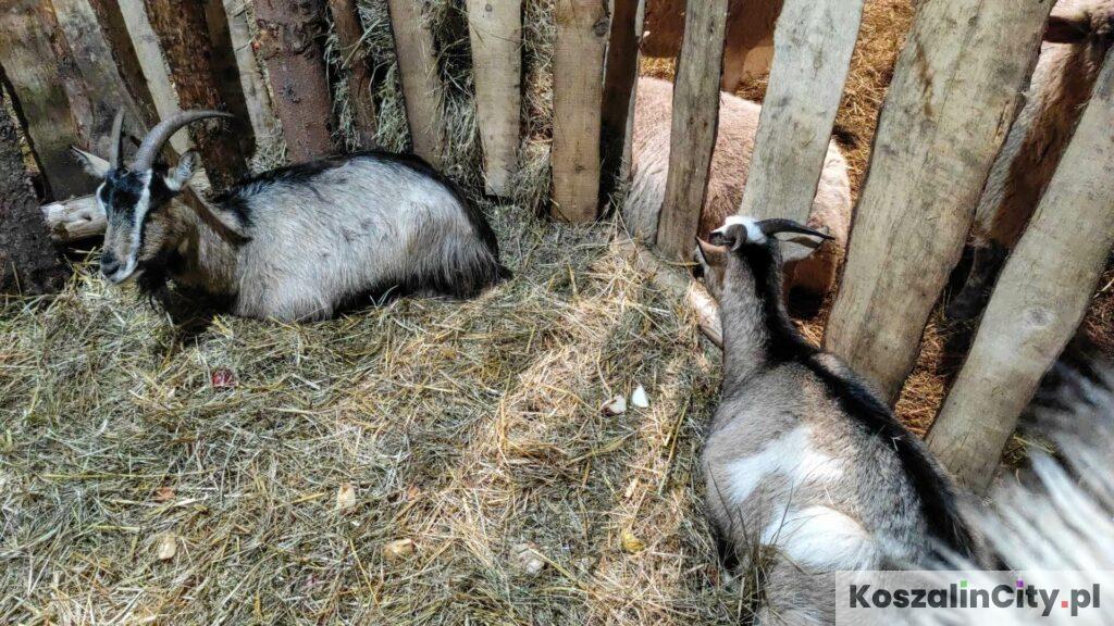 Kozy w żywa szopce bożonarodzeniowej w Koszalinie