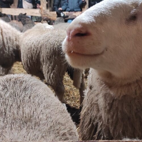 Żywa szopka bożonarodzeniowa w Koszalinie w 2024 roku 🎄