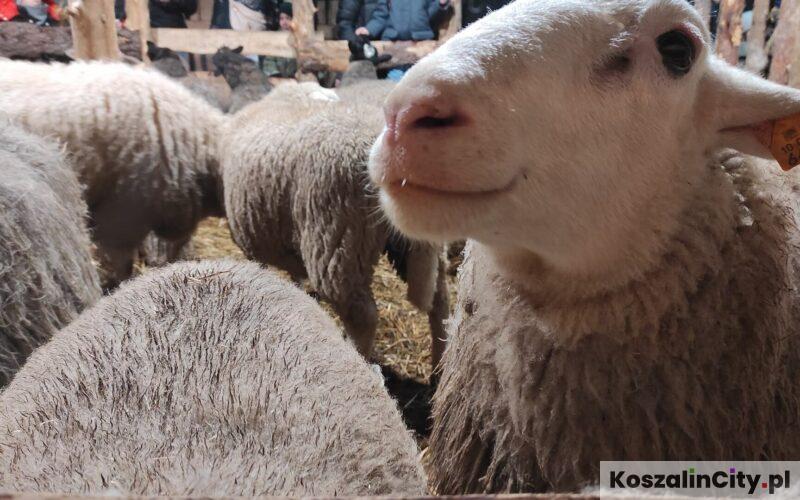 Żywa szopka bożonarodzeniowa przy kościele pw. św. Wojciecha w Koszalinie