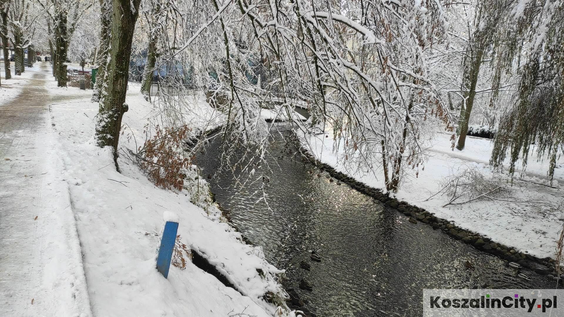 Rzeczka w zimowym parku