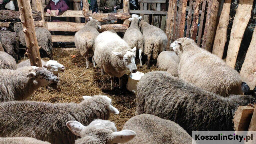 Stado owiec w zagrodzie świątecznej
