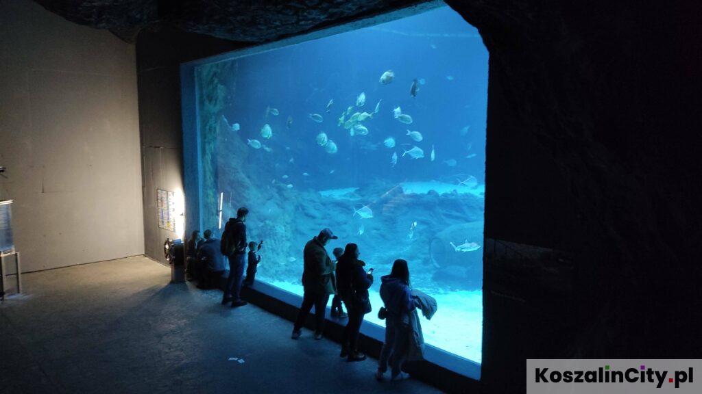 Akwarium z rekinami w Orientarium w Łodzi