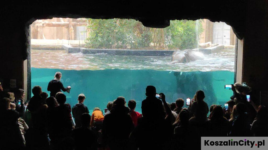 Akwarium ze słoniami w Łodzi