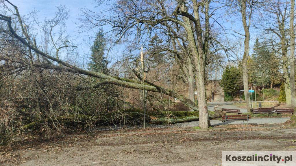 Drzewo wyrwane wraz z korzeniami