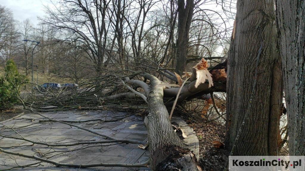 Duże drzewo złamane przez wichurę w parku