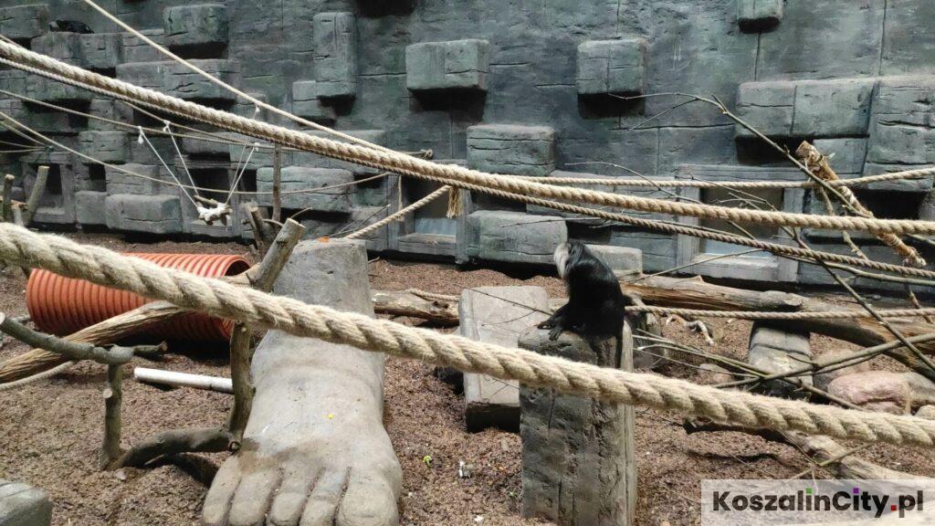 Małe małpy w Orientarium w Łodzi