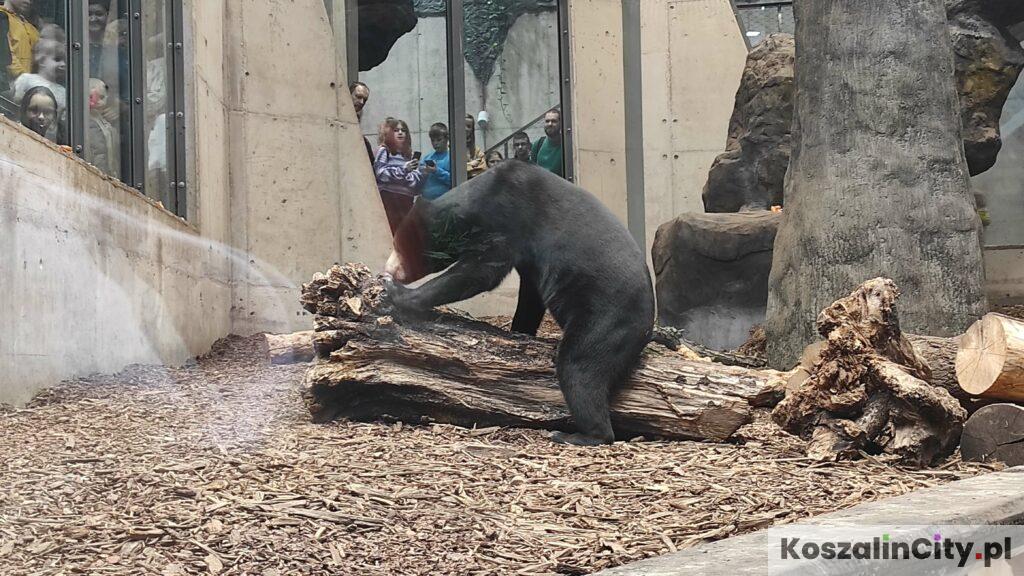 Niedźwiedź w Orientarium w Łodzi