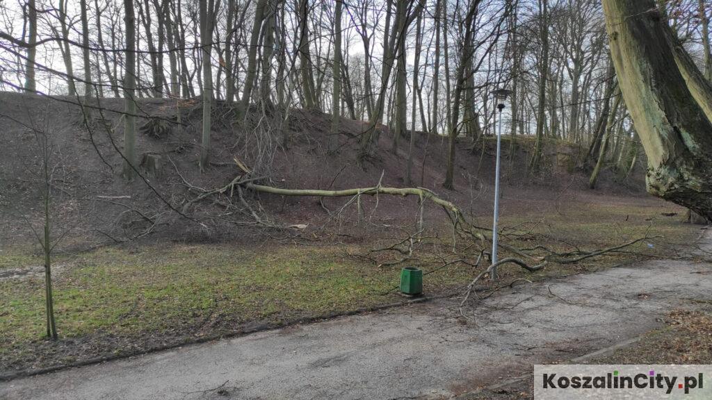Połamane drzewa w parku