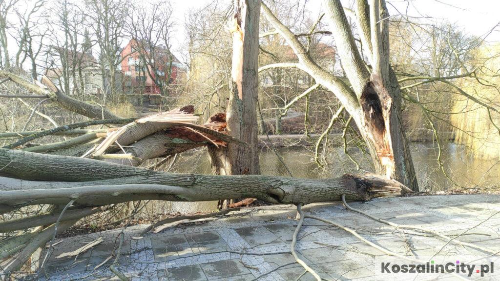 Połamane przez wiatr konary drzew