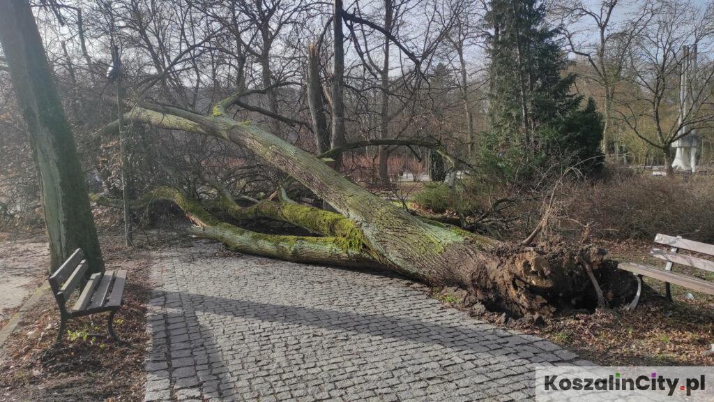 Przewrócone drzewo na alejce parkowej