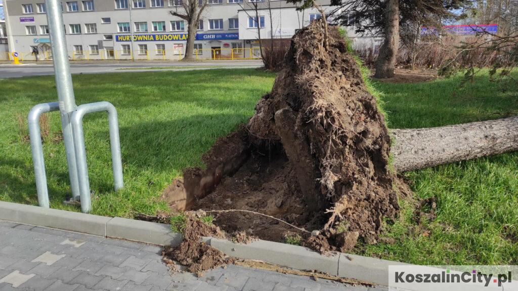 Przewrócone drzewo wyrwane z korzeniami przy ulicy Morskiej w Koszalinie