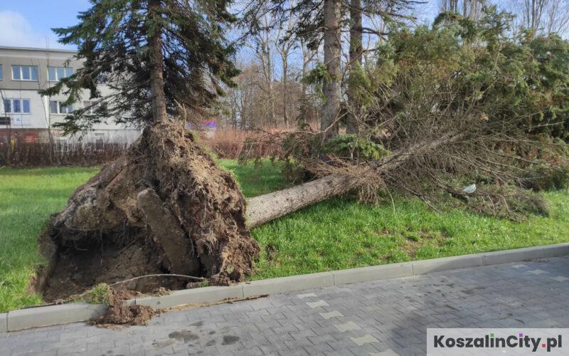 Wichura w Koszalinie
