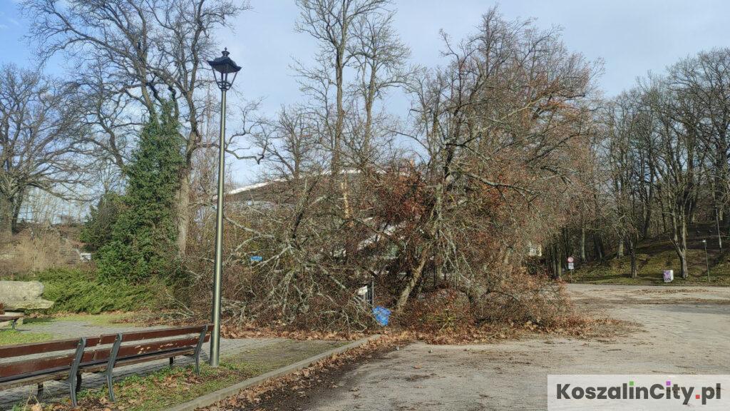 Wyrwane przez wiatr drzewo