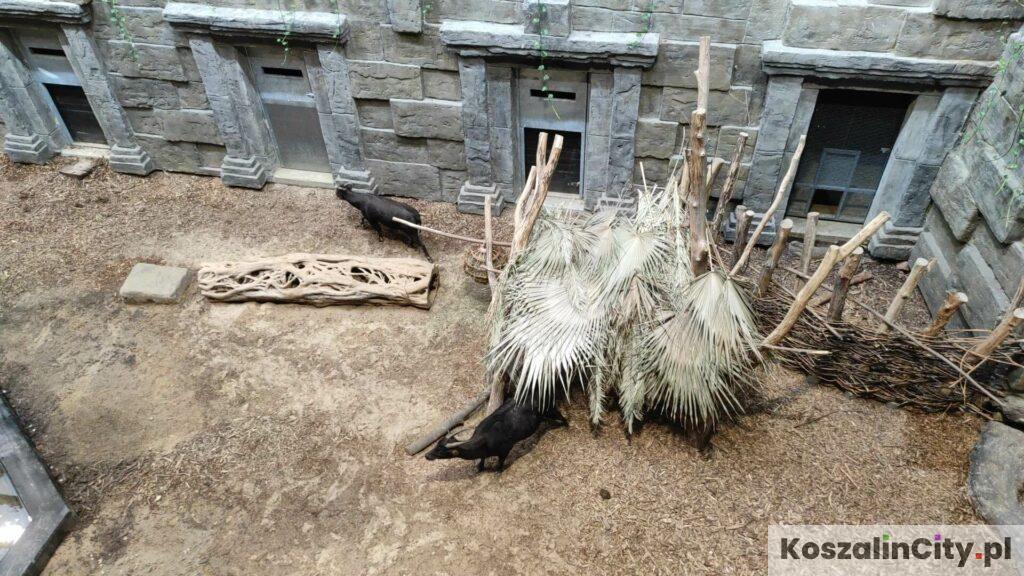 Zagroda zwierząt w łódzkim Orientarium