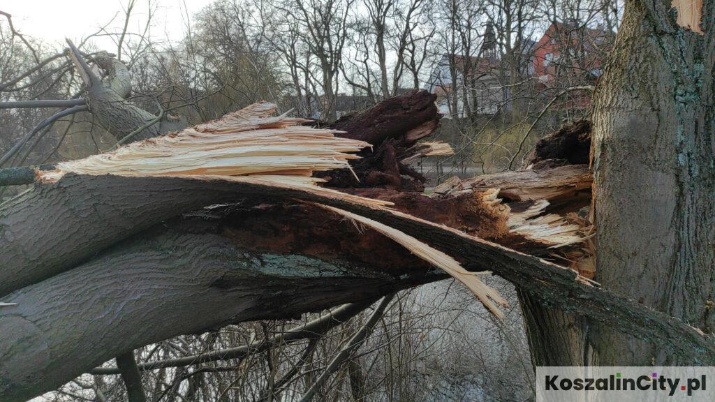 Złamane gałęzie drzew