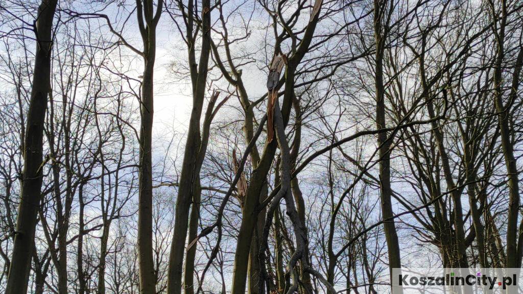 Złamane przez huragan drzewo