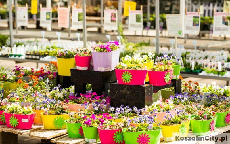 Giełda ogrodnicza w Koszalinie, czyli Wiosenne Targi Ogrodnicze