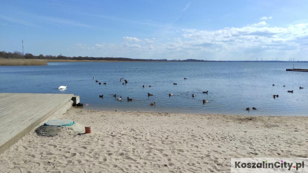 Kaczki na jeziorze Bukowo
