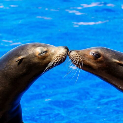 Fokarium w Koszalinie lub okolicach – gdzie jest najbliższe?