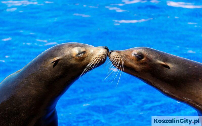 Fokarium w okolicach Koszalina