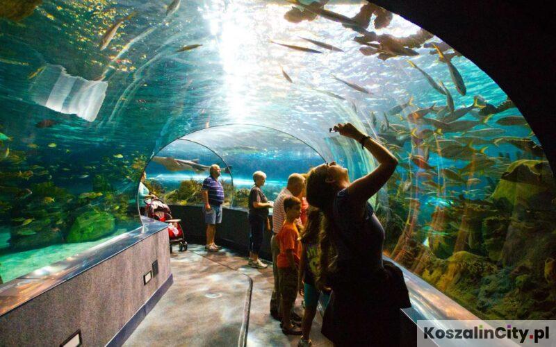 Oceanarium w Koszalinie lub okolicach - gdzie jest najbliższe
