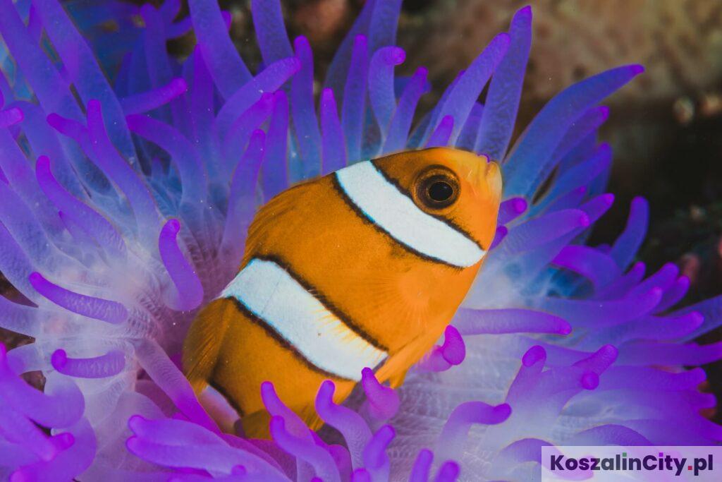 Ryba z filmu Gdzie jest Nemo