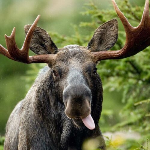 Na plaży w Łazach łoś kopnął mężczyznę w głowę. Zarządzono ewakuację!