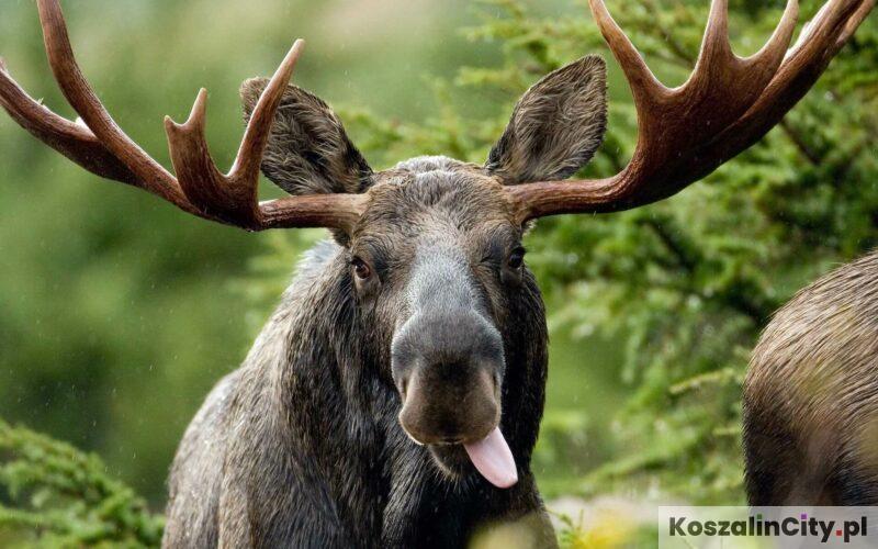 Łoś na plaży w Łazach zaatakował mężczyznę