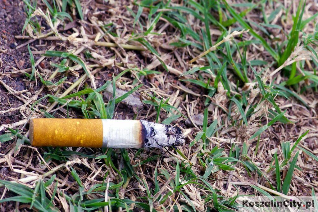 Pet z papierosa na trawniku