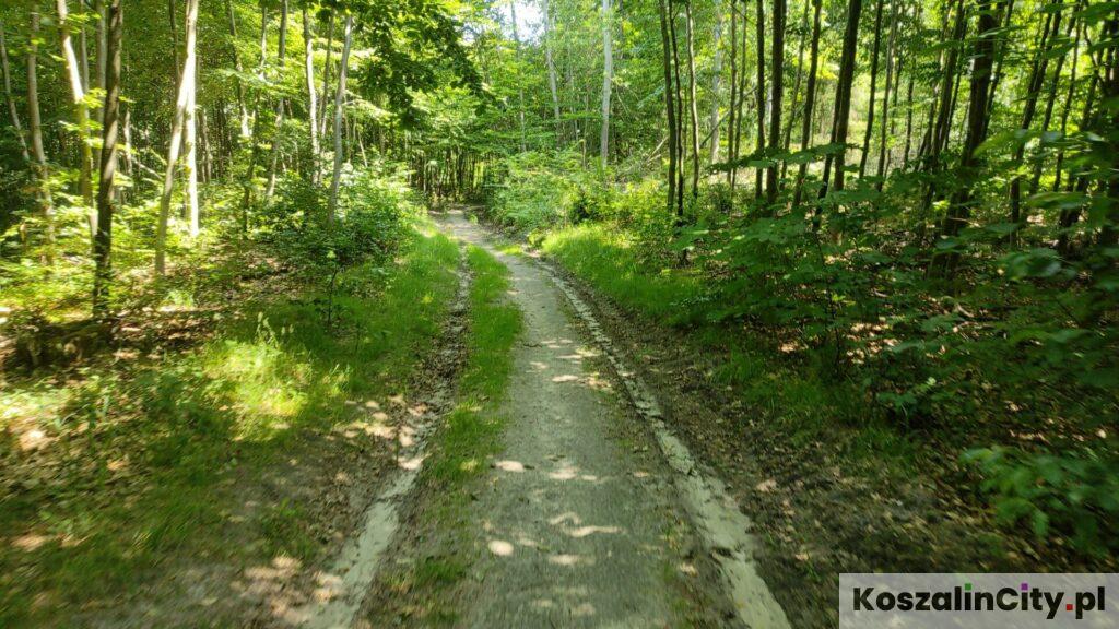 Ścieżka rowerowa leśna na Górze Chełmskiej