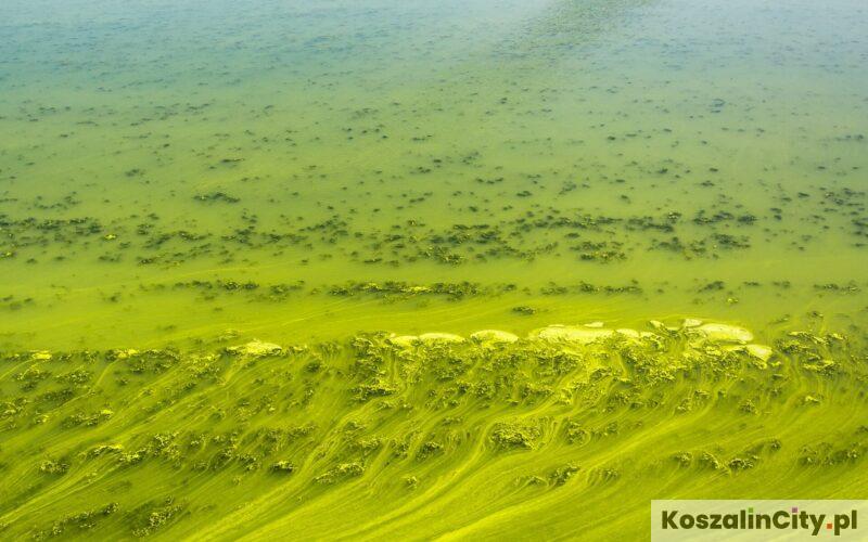 Sinice w Morzu Bałtyckim