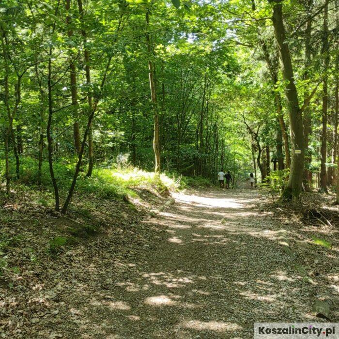 Pomorze Zachodnie: Zielony Hub Polski. Szansa dla lokalnych firm na energetyczną rewolucję